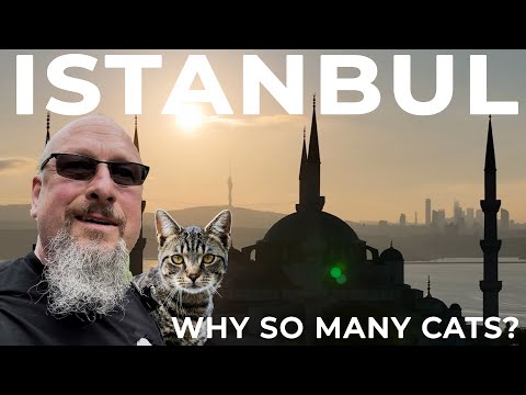 Why So Many Cats? Istanbul, The City of Cats