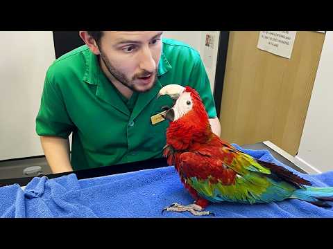 Dramatic Animals Who Totally Distract Vets During Checkups! π€£ Funniest Animal Reactions