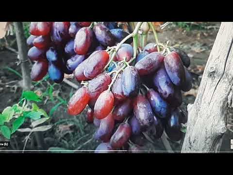 Десятка лучших столовых виноградов с гармоничным вкусом