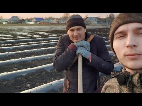 Почему нужно сажать клубнику в одну строчку. Эффективные технологии.