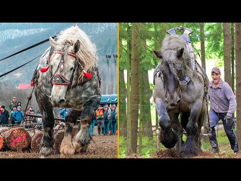The strongest horses in the world. Bogatyr Horses!!!