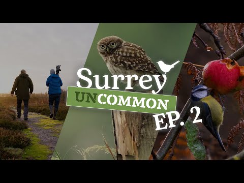Surrey Uncommon - Episode 2 - December: Autumn Migrants and Owls