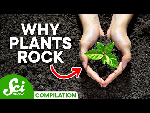 The Incredible World of Plants | SciShow Compilation