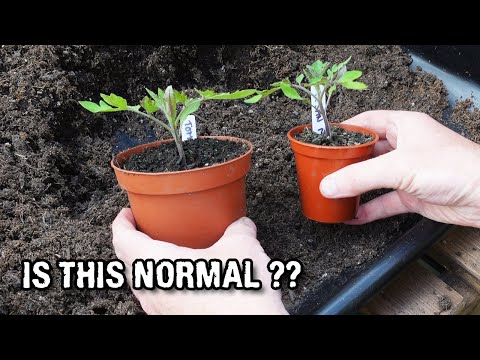 Small tomato plants, wood chipping and what happens next?