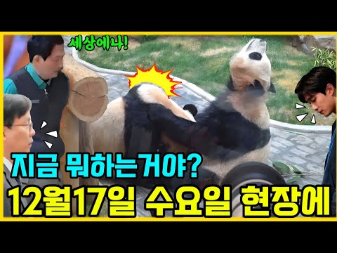 에버랜드 판다월드 💢 세상에나 후이는 엄마가 그리운가 봐요 언니를 괴롭히고 있어요 