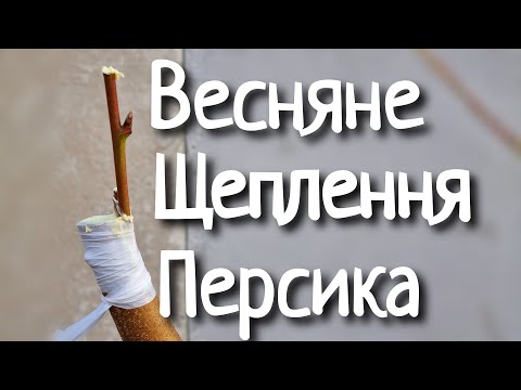 Щеплення персика весною. Щеплення під кору.