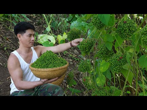 Wild eggplant- rustic mountain flavor, a delicious dish only found in nature.