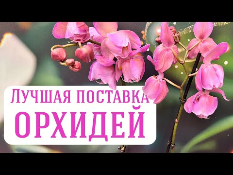 Обзор САМЫХ КЛАССНЫХ! | Едут на Орхидиум!