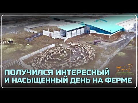 Семейная Ферма/ Продолжаем обучение жеребцов/ Весь день провели на хозяйстве с Аборигенными лошадьми