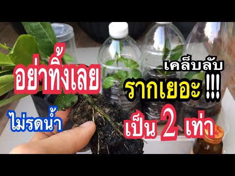 ชำแบบนี้ไม่มีเหี่ยวใบสดมาก #อย่าทิ้งสิ่งนี้ ขวดแก้วพลาสติกชำมะนาวมะกรูดรากทะลุมิติแม่ก้อยพาทำ