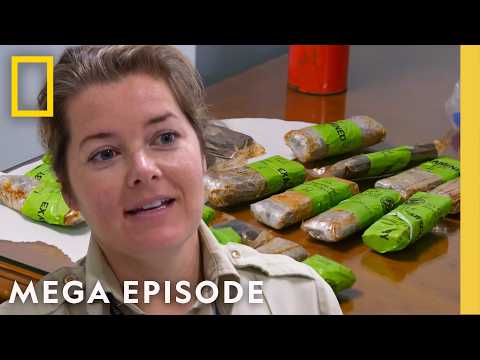 To Catch a Smuggler: Cocaine, Meth & 'Crazy Pills' | MEGA EPISODE | National Geographic