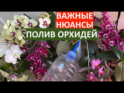 Watering an orchid after repotting: ESSENTIAL NUANCES to avoid damaging the roots of phalaenopsis