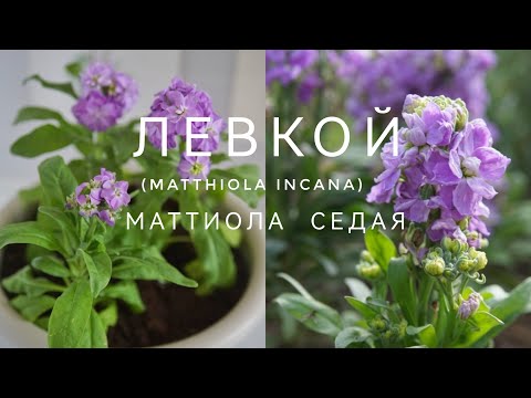МАТТИОЛА СЕДАЯ ИЛИ ЛЕВКОЙ ОТ ПОСЕВА ДО ЦВЕТЕНИЯ