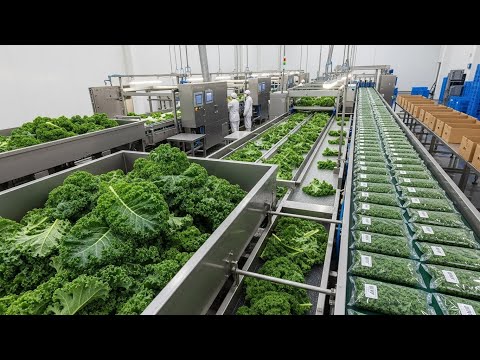 Inside a Modern Kale Processing Factory (ASMR): From Farm to Export Packaging