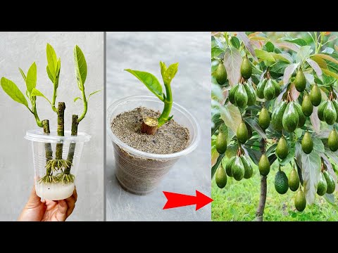 3 METHODS OF PROPAGATION OF AVOCADO TREES FOR FAST GROWTH USING BANANAS, COFFEE AND CHICKEN EGGS