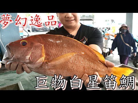 台東富岡漁港丨拍賣價一路飆升丨圓夢了巨物白星笛鯛丨夢幻逸品極度舒服丨Fish Market Auction-Flame snapper