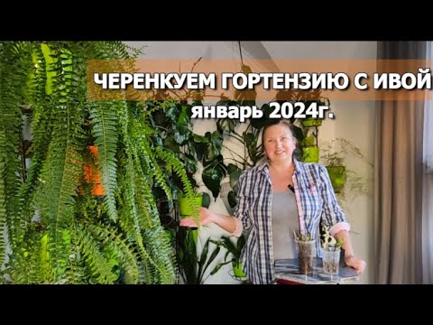 НАЧИНАЕМ! ЧЕРЕНКОВАНИЕ ГОРТЕНЗИЙ ЗИМОЙ С ИВОЙ | ЧЕРЕНКУЕМ ГОРТЕНЗИЮ В ЯНВАРЕ 2024г