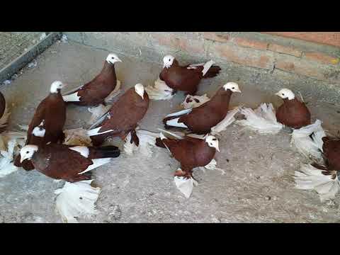 Large collection of North Caucasian pigeons!!!
