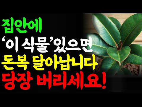 식물풍수 부자들은 절대 키우지 않는 ' 이 식물' 당장 버리세요 운을 막고 가난을 부릅니다. 식물인테리어 풍수 풍수지리