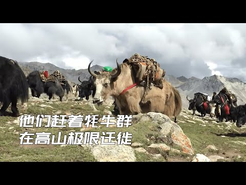喜馬拉雅山的遊牧民，每年趕著犛牛，在海拔五千米的山脈極限遷徙
