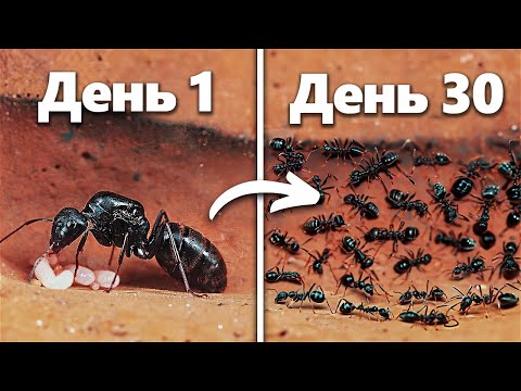 Моделирование Муравьиной Колонии В Течение 30 Дней