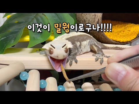 태어나서 밀웜 처음보는 도마뱀 엄청 신남ㅋㅋㅋㅋㅋ 도마뱀 밀웜 먹방 (feat. 밀웜한테 뚜까맞는 도마뱀)