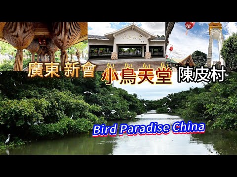 廣東新會小鳥天堂！坐輪追看白鷺！400多年的水榕樹！宏偉的自然景觀！陳皮村的陳皮堆積如山！#travel