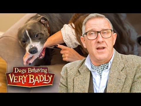 My Staffie Is So Aggressive... Even My Family Won’t Visit!