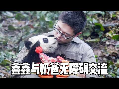 鑫鑫幼崽下班拒不回家，奶爸请求鑫鑫帮忙，真是全程无障碍沟通【你好大熊猫】