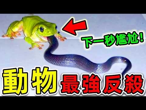 全世界10大“惹錯對手”的動物反殺！烏龜和蛇到底誰更強？第一名揭秘“最強動物王者”，結局實在太解氣。|#世界之最top #世界之最 #出類拔萃 #腦洞大開 #top10 #動物反殺 #惹錯對手
