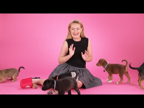 Amelia Dimoldenberg: The Puppy Interview