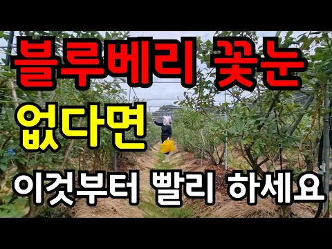 How to make blueberry flower buds quickly and easily. Follow this and double your harvest next ye...