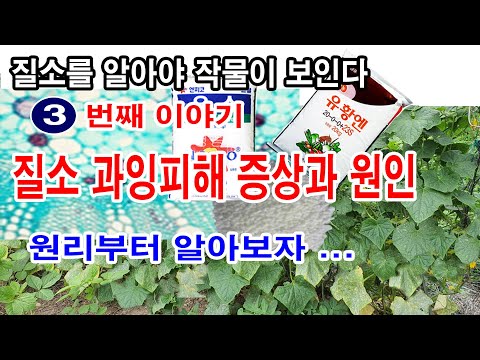 질소비료 과잉에 따른 피해 증상과 원인. 왜 그런 일이 일어날까 이치에 따라 쉽게 설명해드리겠습니다(질소를 알아야 작물이 보인다 3번째 이야기)질소과잉 증상, 질소과잉 피해 원인.
