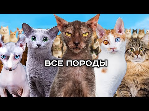 100 facts about ALL CAT BREEDS in the world