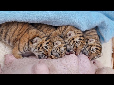 A Tigress Gives Birth to 6 Cubs in Pain, Then Abandons the Weakest One