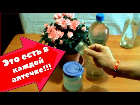 A little trick that will preserve the lush bloom of Azalea for a long time