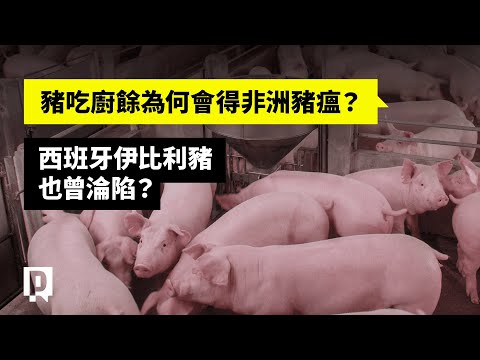 豬吃廚餘為何會得非洲豬瘟？西班牙伊比利豬也曾淪陷？｜公視P# 新聞實驗室
