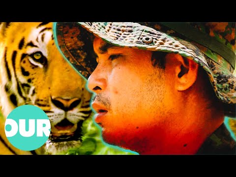 The 'King of Tigers' Who Protect The Rare Indochinese Tigers | Animal Black Ops | Our World