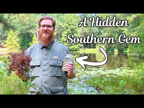 The Southern "Lemonade Plant" That Puts Store-Bought To Shame!