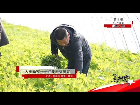 黑土地 20251122：大棚新寵——紅藜麥芽苗菜