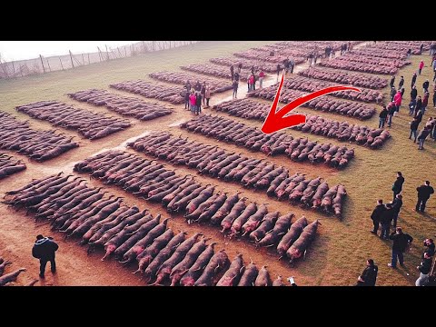 Zašto u SAD-u ne Jedu Milijune Divljih Veprova!