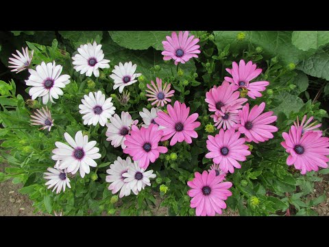 Выращивание Остеоспермума от посева до цветения