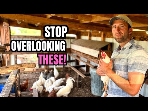 7 Essential Chicken Care Tips You’re Probably Overlooking