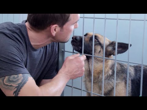 Rescuing a German Shepherd for a Veteran with PTSD