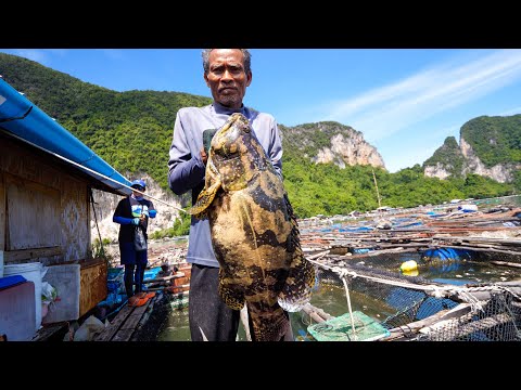 6.5 kg. TIGER GROUPER!! Fishing Thai Food + Grape Seaweed in Krabi, Thailand!