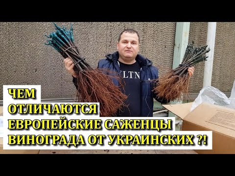 ЧЕМ ОТЛИЧАЮТСЯ ЕВРОПЕЙСКИЕ САЖЕНЦЫ ВИНОГРАДА ОТ УКРАИНСКИХ?! КОГДА ОБРЕЗАТЬ ВИНОГРАД.Розыгрыш Аватар
