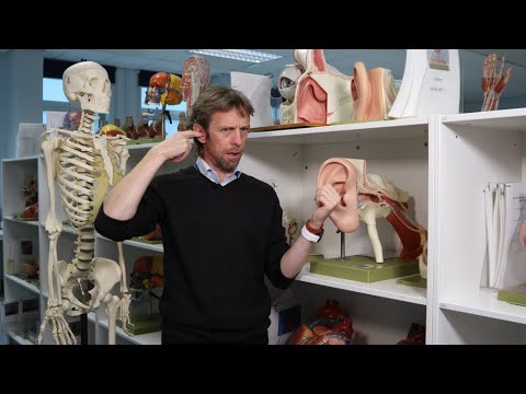 Ear anatomy introduction