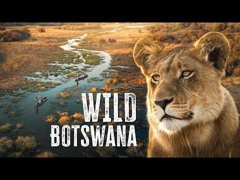 THIS Is the African Safari to Go On | Botswana’s Okavango Delta
