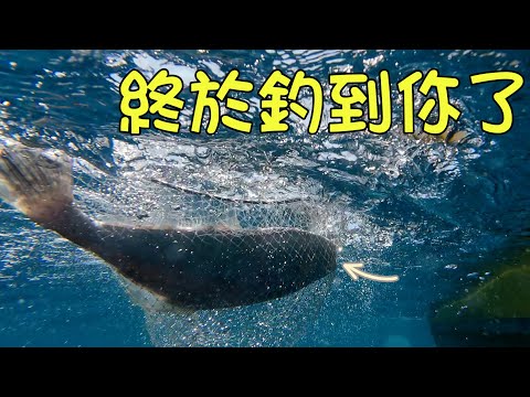 釣魚2024｜苦找一年的目標魚 終於釣到你了！