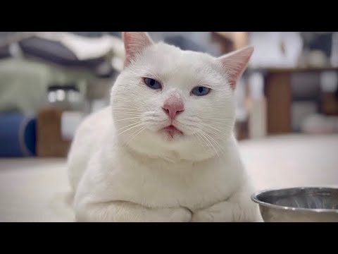 집냥이 될 수 있게찌??? EP.2